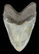 Large, Megalodon Tooth - North Carolina #58485-2